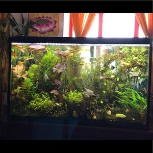 Meet your Posher, Hiu hung